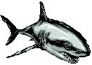 requin
