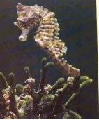 HIPPOCAMPE