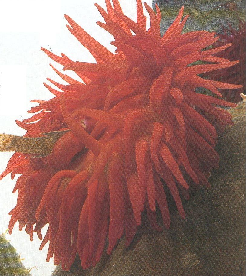 Anémone