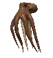 poulpe